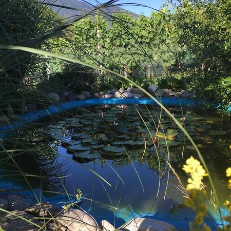 Casa In Koenigs Garten 因特拉尼亚 外观 照片